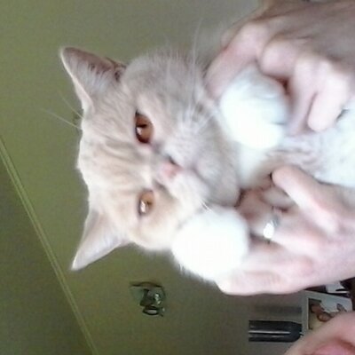 Profile Picture of Andy Herman De Page (@firmindenbokser) on Twitter