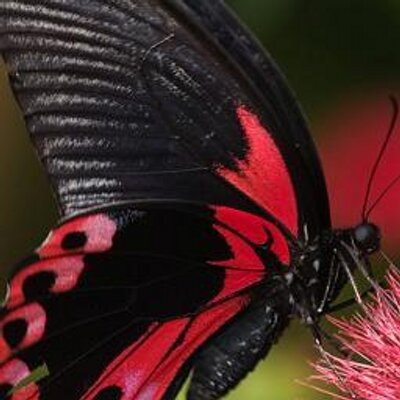 Profile Picture of April Frank (@Aprilfrank62) on Twitter