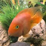 Jimmy - Instagram Profile Picture of Jimmy (@jimmy_the_peach_fish) on Instagram