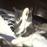 Profile Picture of Nicholas Sternweis (@nicholas_sternweis) on Instagram