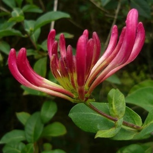 Profile Picture of Anja Brauer (@indigoma) on Myspace