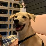 Profile Picture of 나는 김루이야 (@_luichu) on Instagram