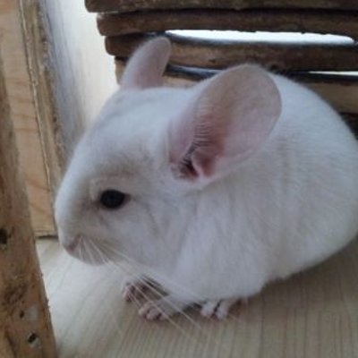 Profile Picture of Pam Massey (@pams7chinchilla) on Twitter