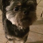 Profile Picture of Mike Cormier (@sharktoe) on Instagram