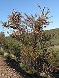 Profile Picture of Nymaniaon Wikipedia