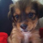 Profile Picture of Chloe Rasmussen (@chloe_rasmussen_) on Instagram