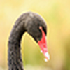 Profile Picture of Tanya hobbs (@blackswan3) on Flickr