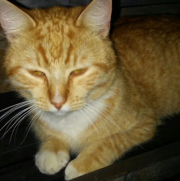 Profile Picture of Gabriela Zetina (@gabbybz) on Poshmark