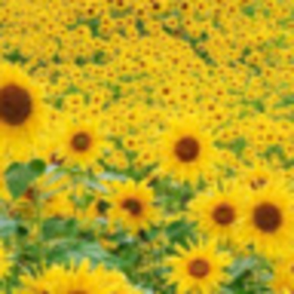 Profile Picture of Christine Tylicki (@cdtylicki) on Poshmark