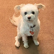 Profile Picture of Bob Harvey (@BobHarvey) on Youtube