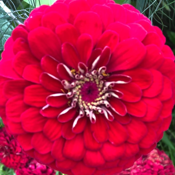 Profile Picture of Jennafer Tipton (@jennafer_tipton) on Poshmark