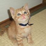 Aiko Mizoguchi - Instagram Profile Picture of Aiko Mizoguchi (@b5278513) on Instagram