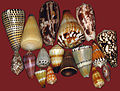 Profile Picture of Cone snailon Wikipedia