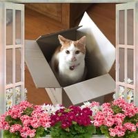 Profile Picture of Lisa Muccilli (@lisa-muccilli) on Quora