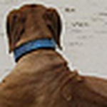 Profile Picture of Desta Rhodesian Ridgebacks (@destarr) on Flickr