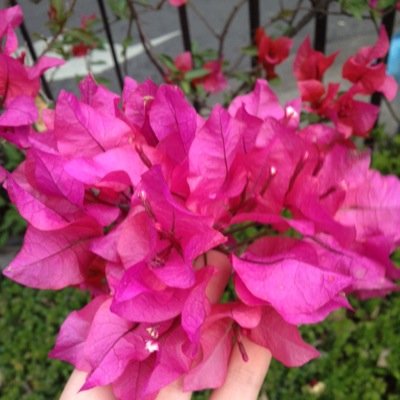 Profile Picture of Alice Rosenthal (@lirosenthal) on Twitter