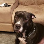 Profile Picture of Jason Campbell (@camp.be_ll) on Instagram