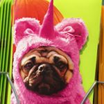 Profile Picture of Clarice Adams (@limeadeandlemonade) on Instagram