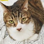 Profile Picture of Dora Hsieh (@dora.hsieh.779) on Instagram