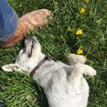 Profile Picture of Wayne Neill (@farmdogwayne) on Instagram