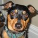 Profile Picture of Dani Simons Wilbur (@danaldoo) on Pinterest