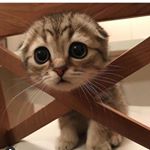 Profile Picture of niklaus Mickelson (@klausmichaelson11) on Instagram