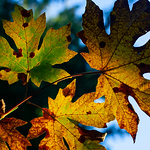 Profile Picture of Phil Dev (@phil dev) on Flickr