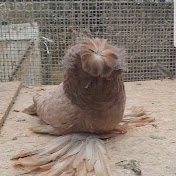 Profile Picture of Neil Pratt Bokhara Trumpeter Breeder (@neilpratt43) on Youtube