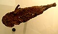 Profile Picture of Megalichthyidaeon Wikipedia