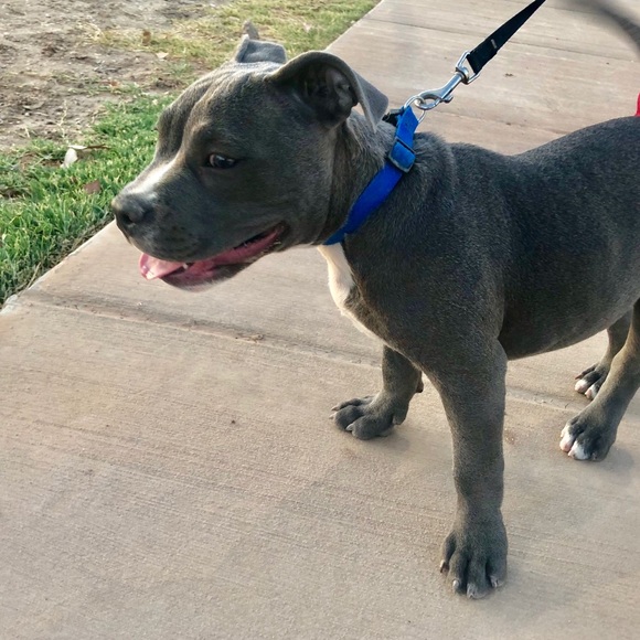 Profile Picture of Jose Corrales (@corrales_1) on Poshmark