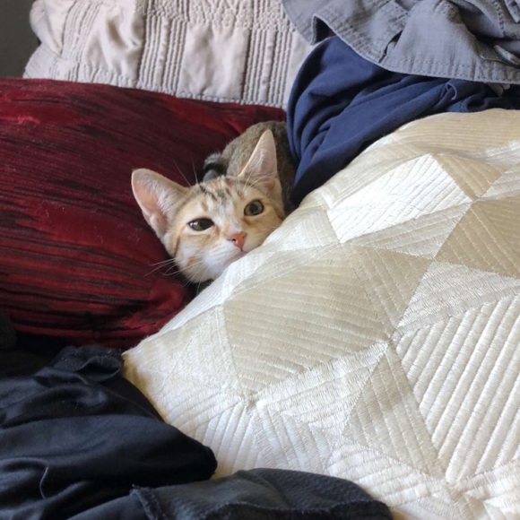 Profile Picture of Andrew Caliendo (@andrewcaliendo) on Poshmark