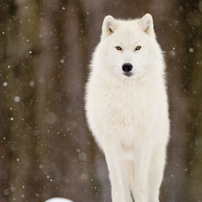 Profile Picture of Shanell Thomas (@Shanell01607296) on Twitter