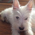 Profile Picture of Tina McGrath (@crazymom1956) on Instagram
