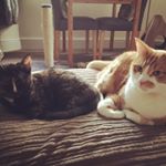 Profile Picture of Ralph and Pepper (@gingerralphy_and_pepper) on Instagram