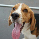 Profile Picture of Bob Beagle & Whisky Cat 🐶😹💞 (@bob_beagle) on Instagram