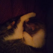 Profile Picture of Cristian Pintor (@cristianpintor4135) on Youtube