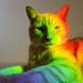 Profile Picture of Alice Truman-Boal (@trumanboal) on Pinterest