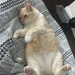 Profile Picture of I Love Steph Langnas😍 (@stephlangnas.fanz) on Instagram