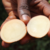 Profile Picture of International Potato Center Sub Saharan Africa (@CIP International Potato Center - Sub Saharan Afri) on Flickr
