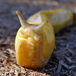 Profile Picture of Swrickard (@swrickard) on Flickr