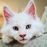 Profile Picture of Milo Davis the Maine Coon (@milodavisthemaine) on Instagram