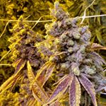 Profile Picture of Mantooth (@earl217) on Instagram