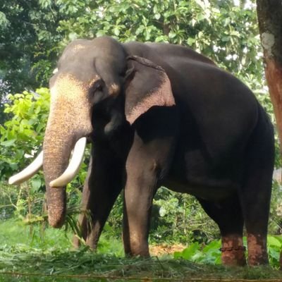 Profile Picture of Jibin Thomas (@JThoma065) on Twitter