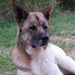 Profile Picture of Pam L (@forester_pamela) on Instagram