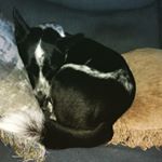 Profile Picture of Jenn Tate (@shadowfaxstudio) on Instagram