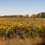 Profile Picture of Amanda Riebe (@thehousewebuild) on Instagram