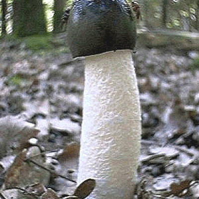 Profile Picture of Tom Swindlehurst (@@thefungifreak) on Twitter