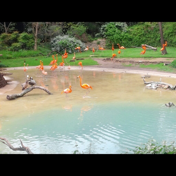 Profile Picture of Nalishebo Chongo (@nalimuna) on Poshmark