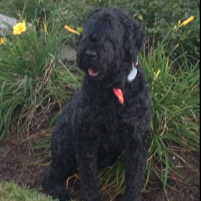 Profile Picture of Steve Scheffler (@slscheffler) on Twitter