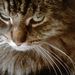 Profile Picture of Aracelli Peter (@aracellip) on Pinterest
